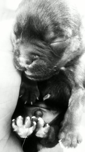 Two day old puppy.jpg