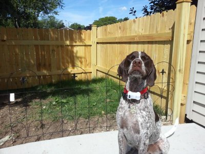 Dog with eyes closed.jpg