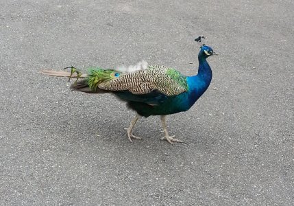 Peacock.jpg