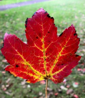 leaf me alone.jpg