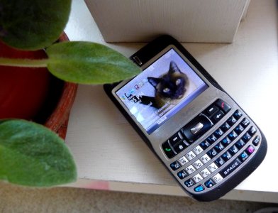 phone with cat.jpg
