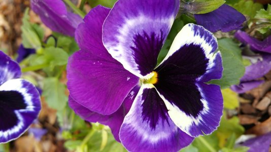 Purple flower.jpg