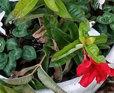 terrys flowers01172015.jpg