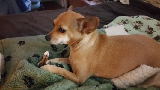 Macy chewing her stick.jpg