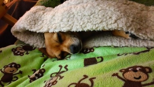 Macy sleeping in her bag.jpg