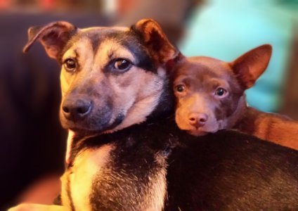 dogs.jpg