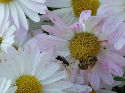 Bee on Chrysanthemum.jpg