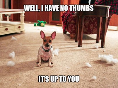 dog-created-a-mess1.jpg