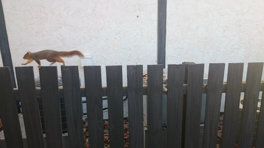 squirrel.jpg