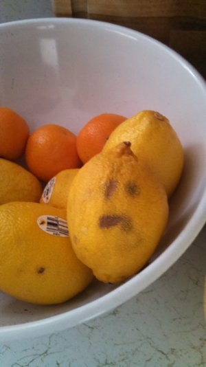 sadlemon.jpg