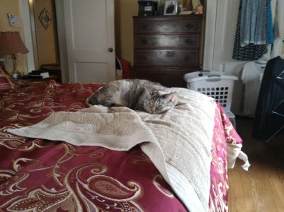Zenfone 2 Full Auto.jpg