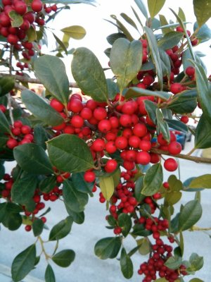 IMG_20121129_170106.jpg