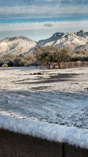 Snow in Tucson Jan 2015.jpg