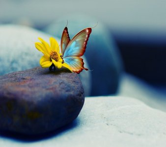 Butterfly-wallpaper-10501443.jpg