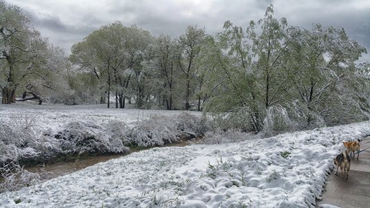 SpringSnow.jpg