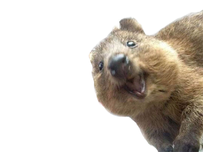 quokka2.png