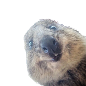 quokka1.png