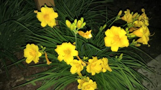 5169.jpg