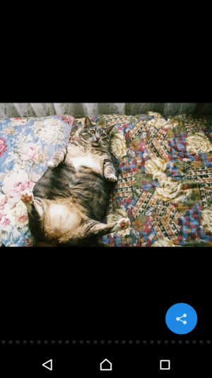 cats3.png cats3.png
