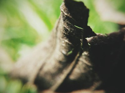 dried-leaf.jpg