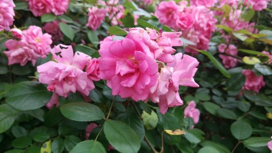 IMAG0283.jpg