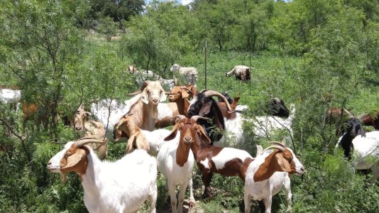 lggoats.jpg