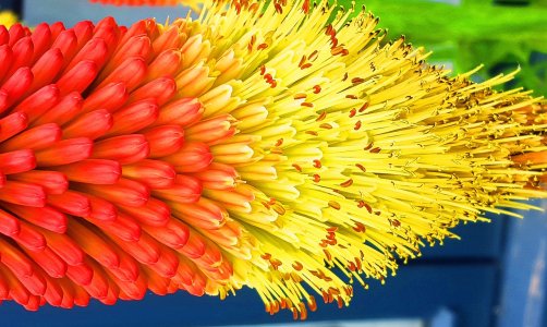 Red hot poker a.jpg
