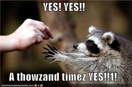 racoon-yes.jpg