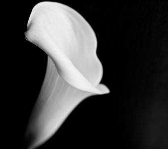 Flower-wallpaper-9967570.jpg