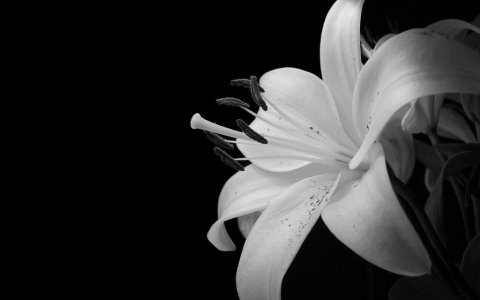 white-flower-backgrounds-1024x640.jpg