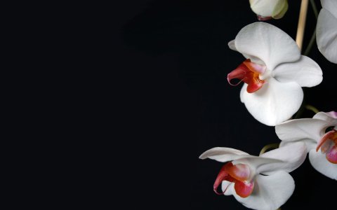 flowers-white-wallpaper-nature-pictures-background-orchid2.jpg