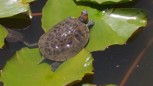 20150620_124744.jpg