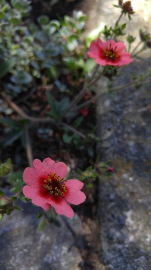 flower1.jpg