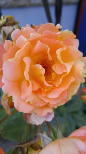 flower2.jpg