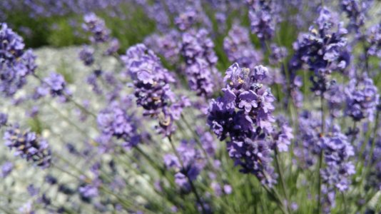 flower3.jpg