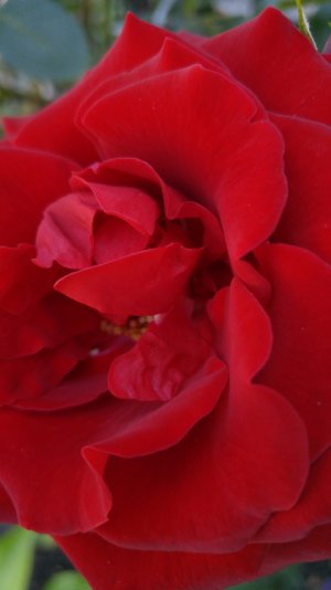flower4.jpg