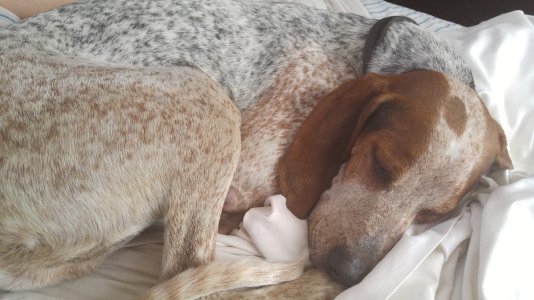 dog1.jpg