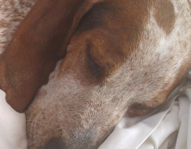 dog2.jpg