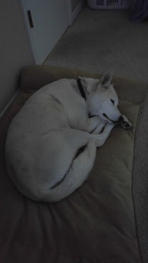 puppy.jpg