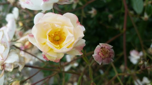 20150520_152346.jpg