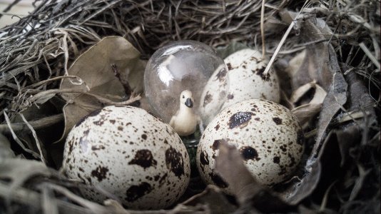 the-idea-is-to-hatch.jpg