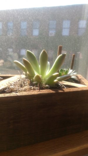 M8Succulent.jpg