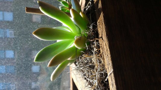 ZF2Succulent.jpg
