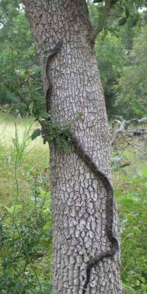 TX-rat-snake-climb-tree-web.jpg