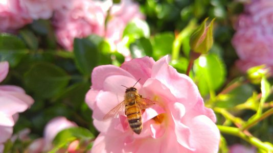 Honey Bee.jpg