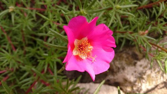 DSC_0988.jpg