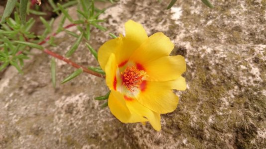 DSC_1006.jpg