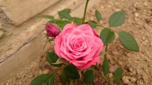 DSC_1008.jpg