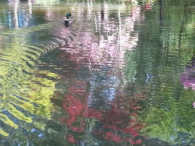 duck-reflection.jpg