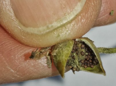 Eureka.jpg Eureka.jpg